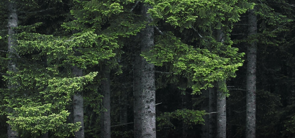 Weyerhaeuser"s FY 2020 net sales increased to $7.5 billion