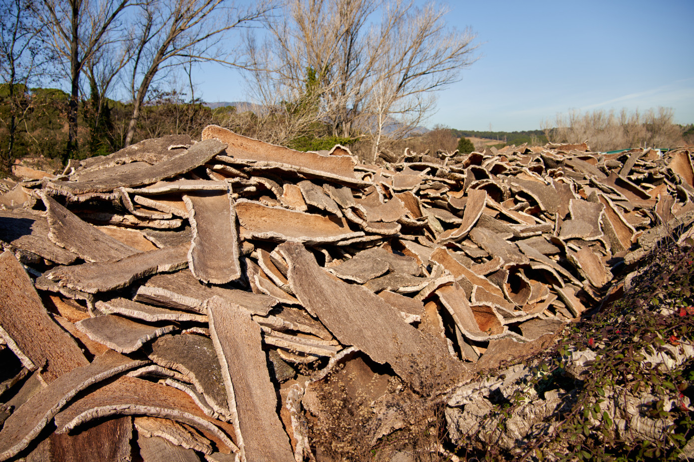 In February, price for cork and articles of cork exported from Portugal loses 12%