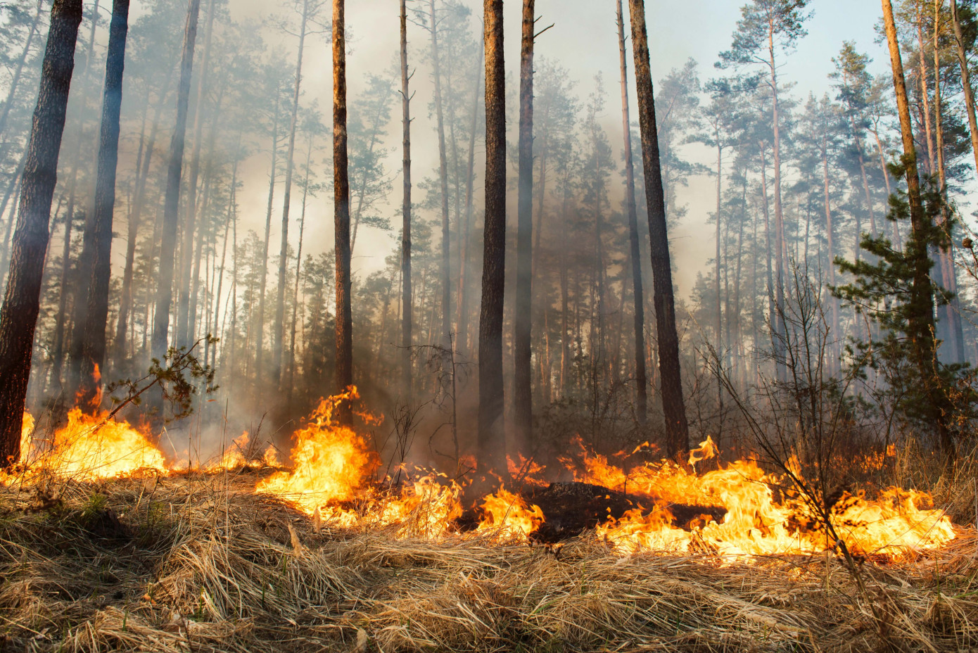 Wildfire in southern France burns 16,000 hectares, largest in 75 years