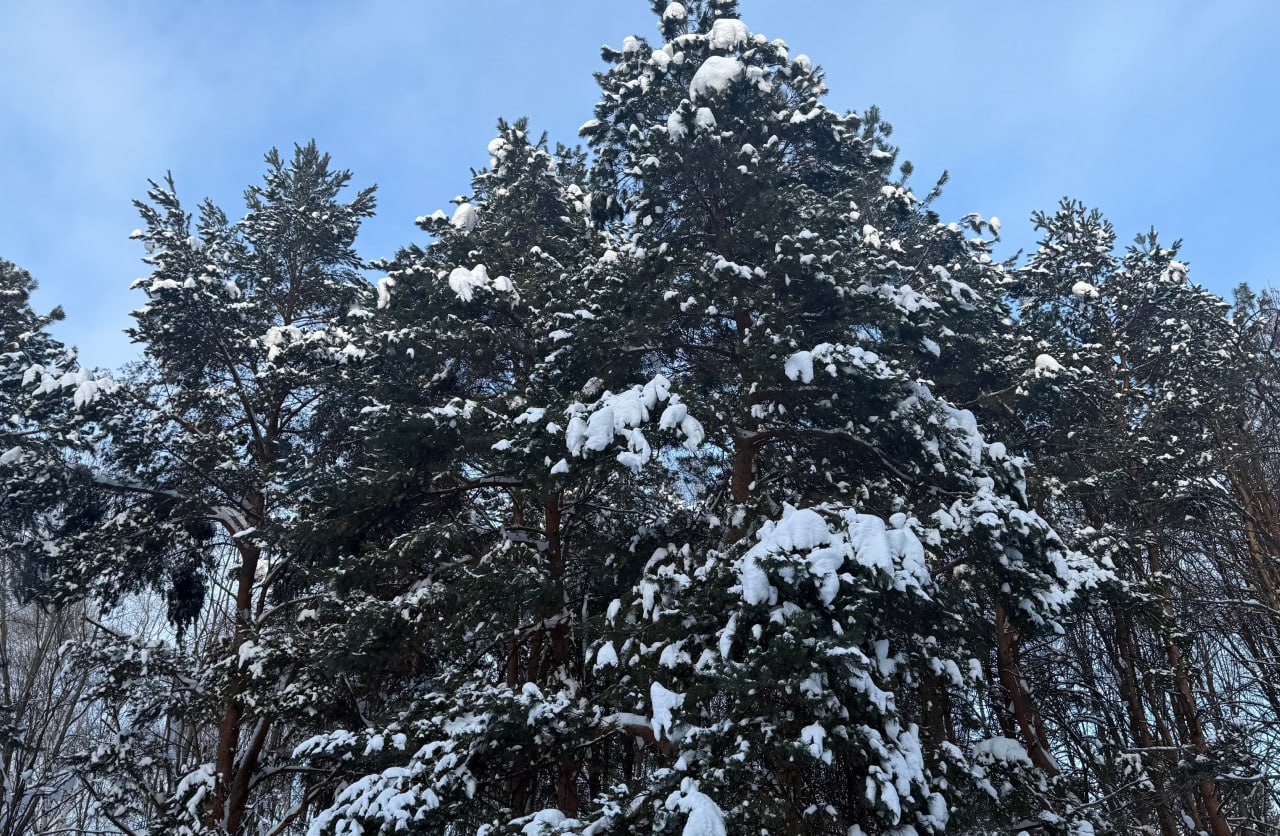 В 2025 г. полный цикл государственной инвентаризации лесов завершился в 21 регионе РФ
