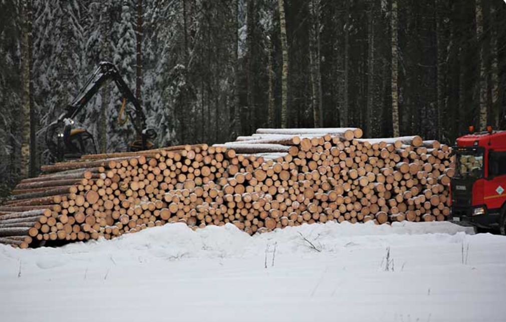 Правительство РФ утвердило порядок определения характеристик древесины и ее учета