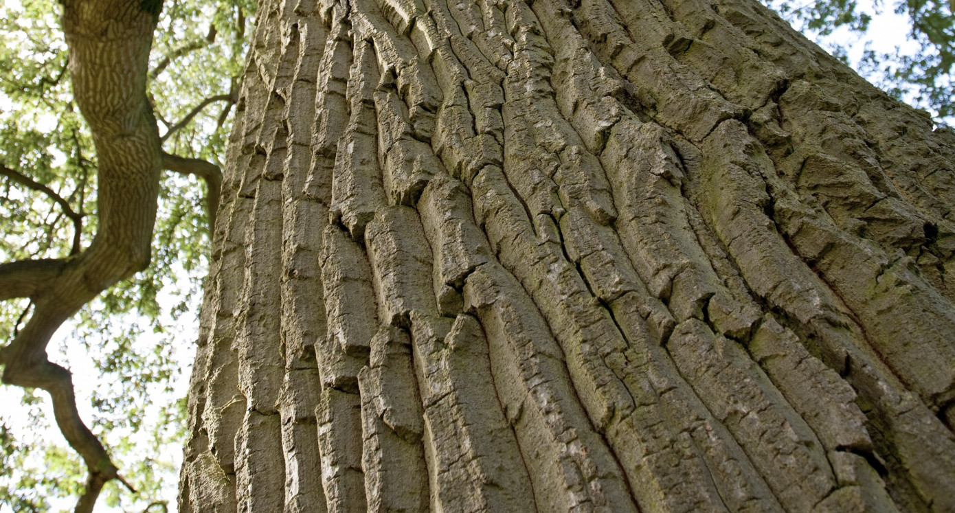 Экспорт пробки и изделий из нее из Португалии упал в январе на 27%