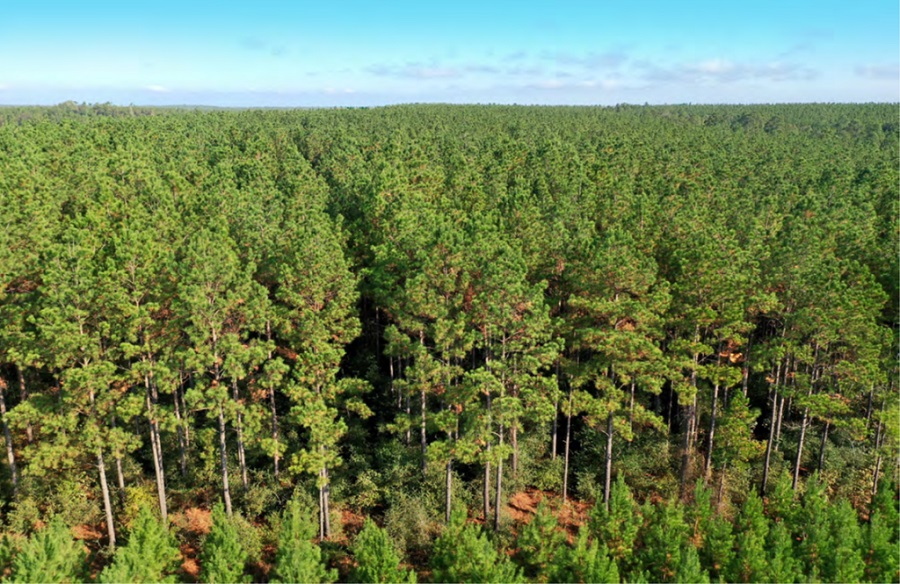 Molpus Woodlands Group приобрела более 47 тыс. га леса на юге США