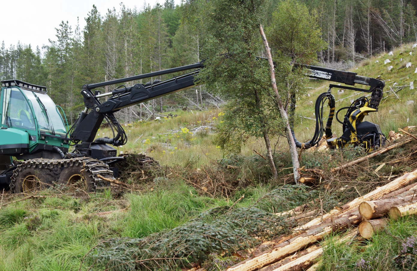 Swedish forest felling notifications rise in April