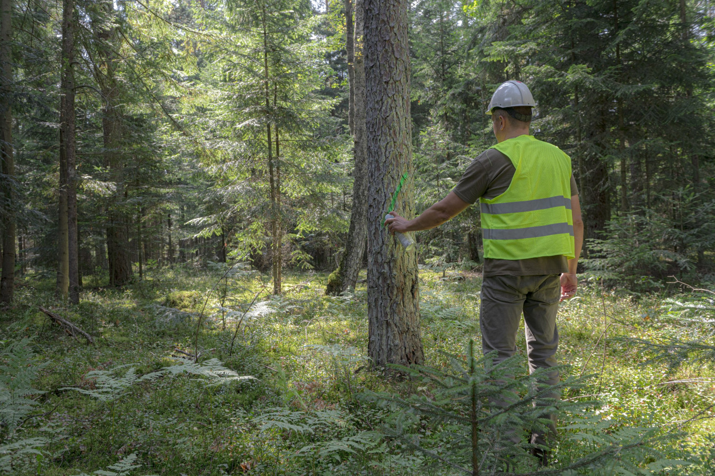 IKEA allocates 16 thousand hectares of forestland to test climate-smart forestry in Latvia