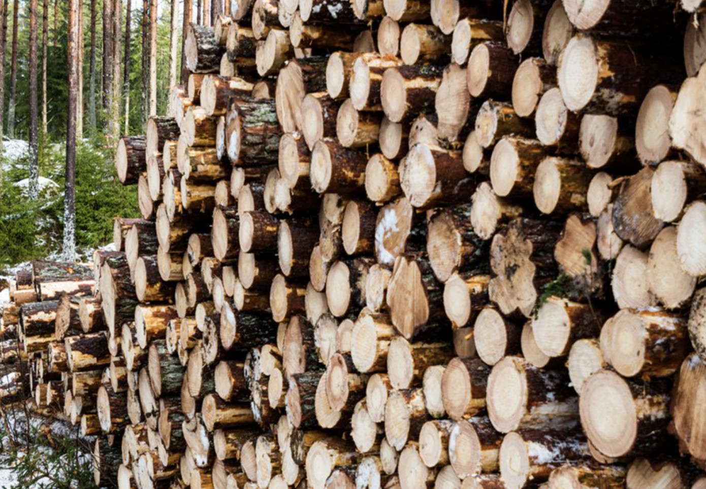 Mellanskog cuts timber prices