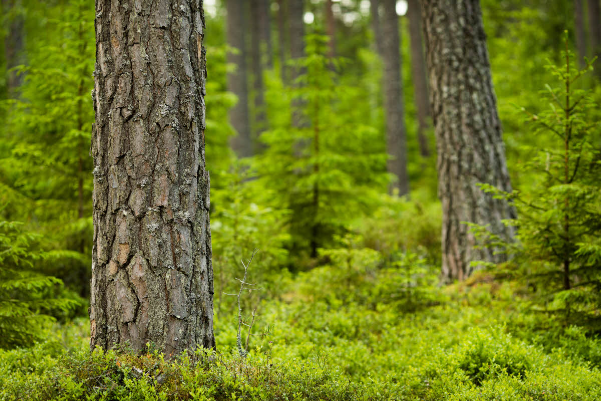 SCA приобретет 13,1 тыс. га леса в Латвии
