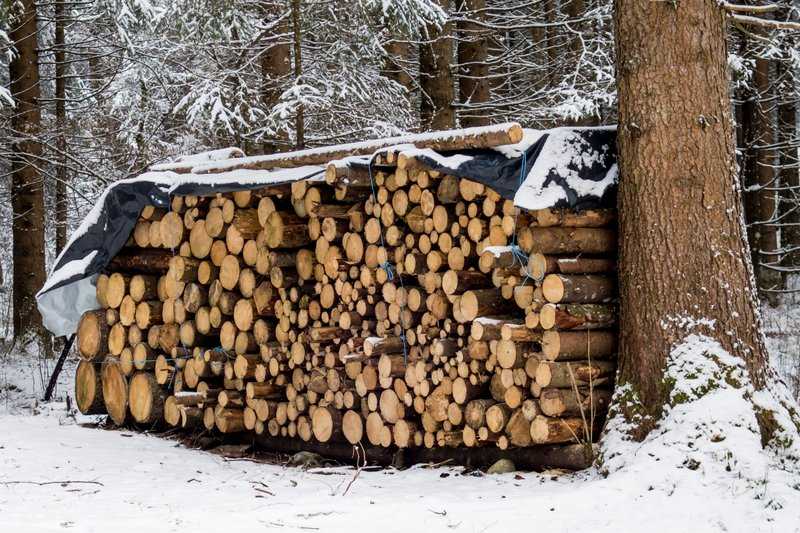 В декабре 2024 г. стоимость сделок с круглым лесом в Словении выросла на 26%