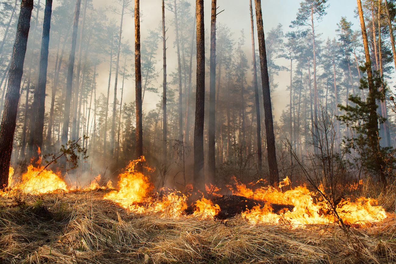 Глава Рослесхоза предупредил о пике летнего пожароопасного сезона