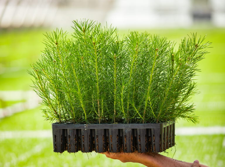 SCA delivers 93.2 million seedlings in 2025