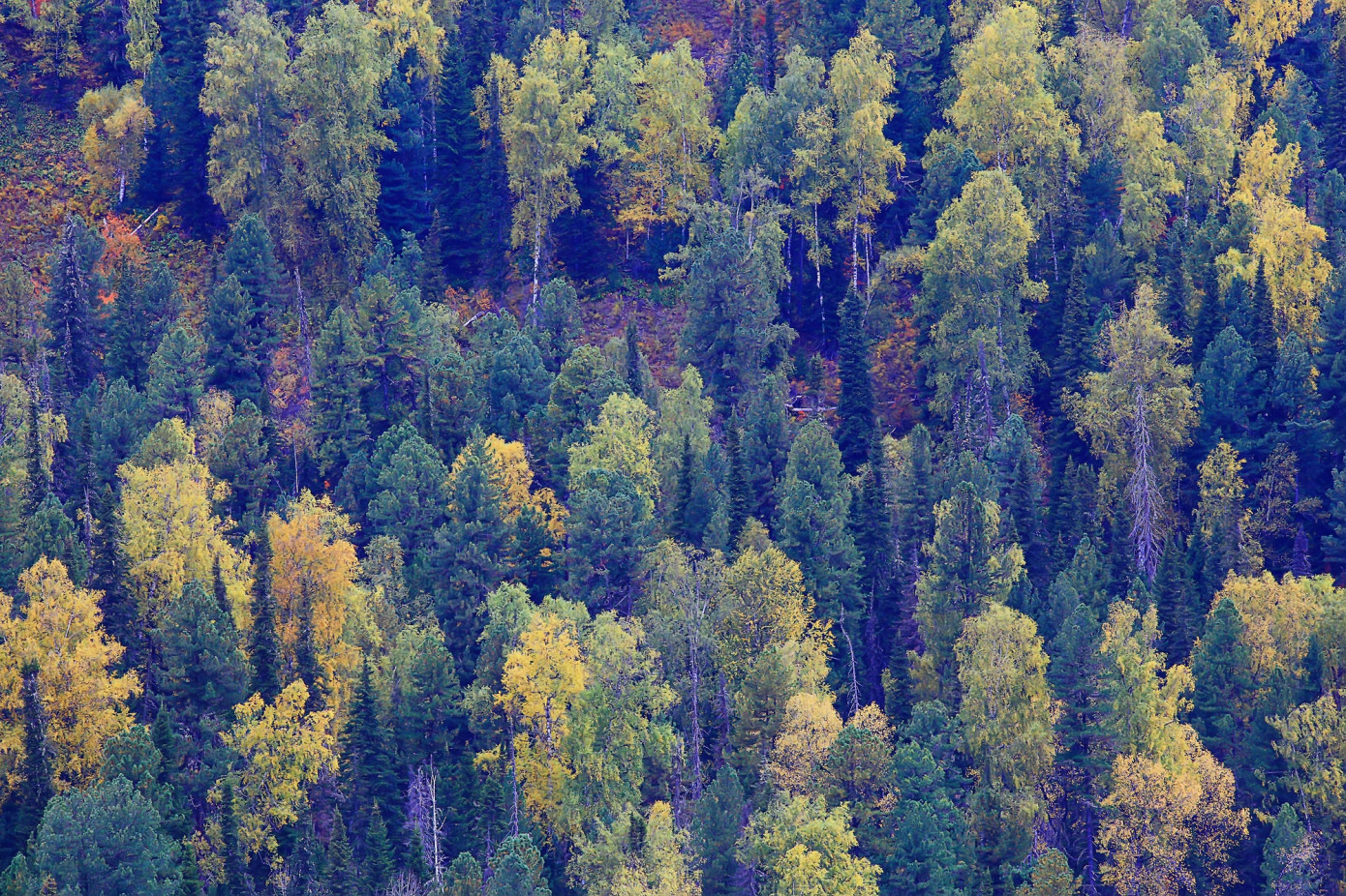 Weyerhaeuser completes $459 million timberland acquisitions and advances $410 million divestitures