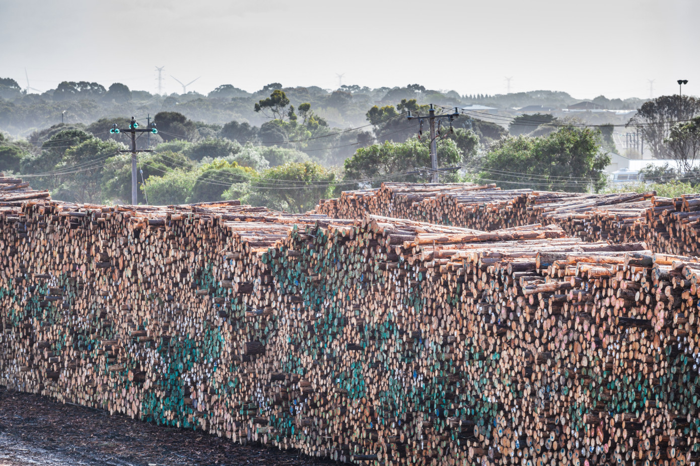 Australian log exports to China surge 32% in March