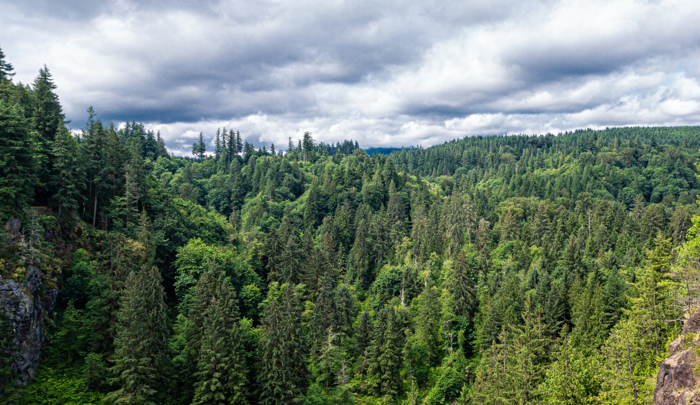 Volume of dead trees is key to identifying forests with high ecological
