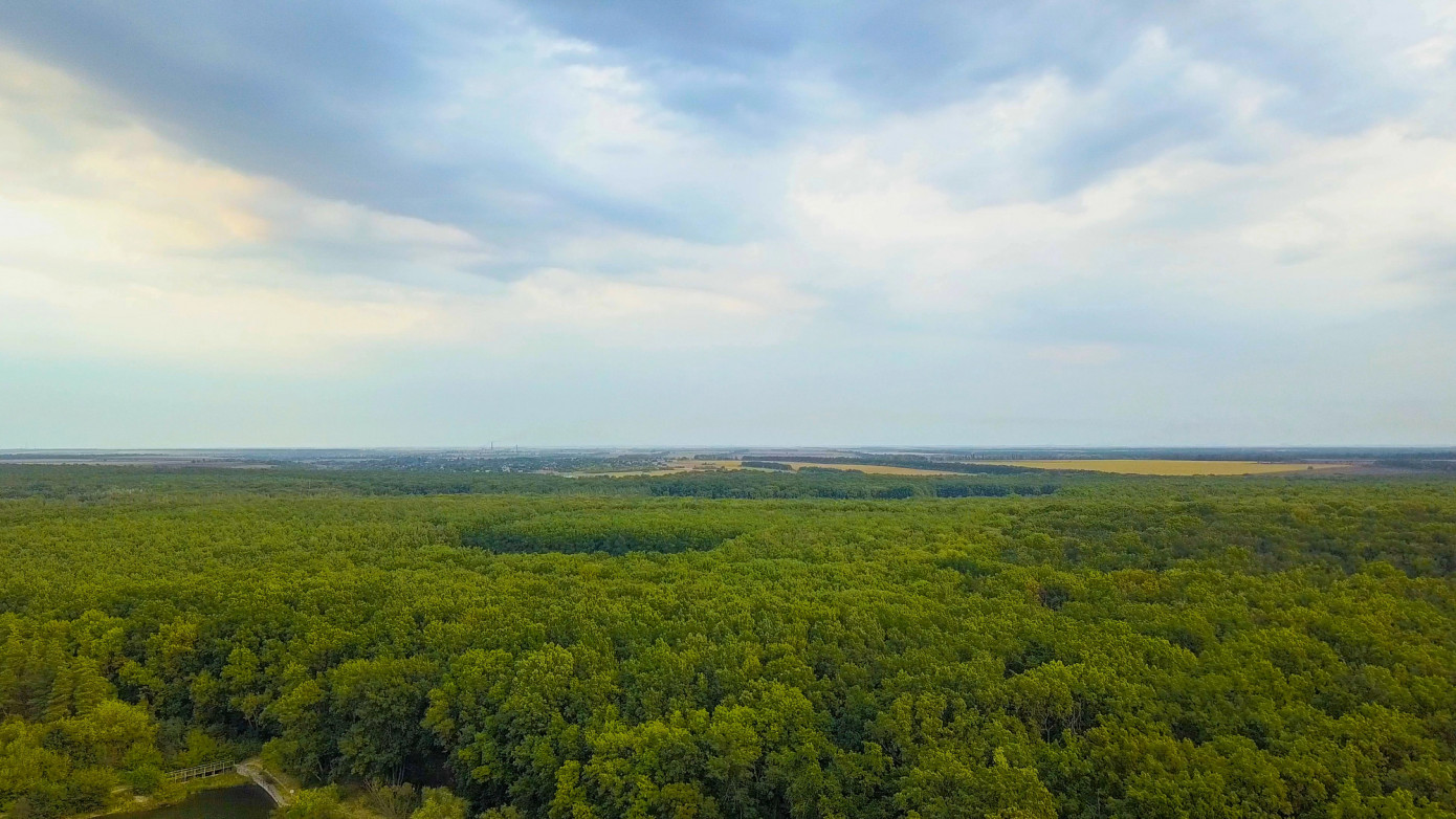 Stora Enso appoints CFO, forestry head, counsel for new forest company