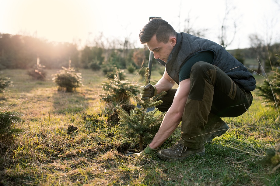 DS Smith partners with One Tree Planted to plant more than 50,000 trees over next five years