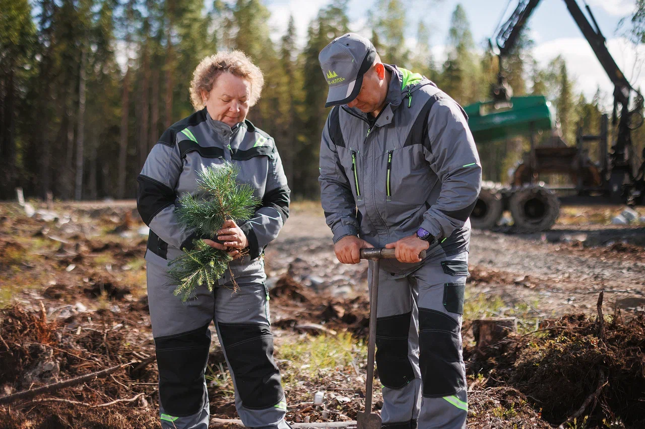 В 2022 г. «Карелия Палп» высадила более 300 тыс. деревьев