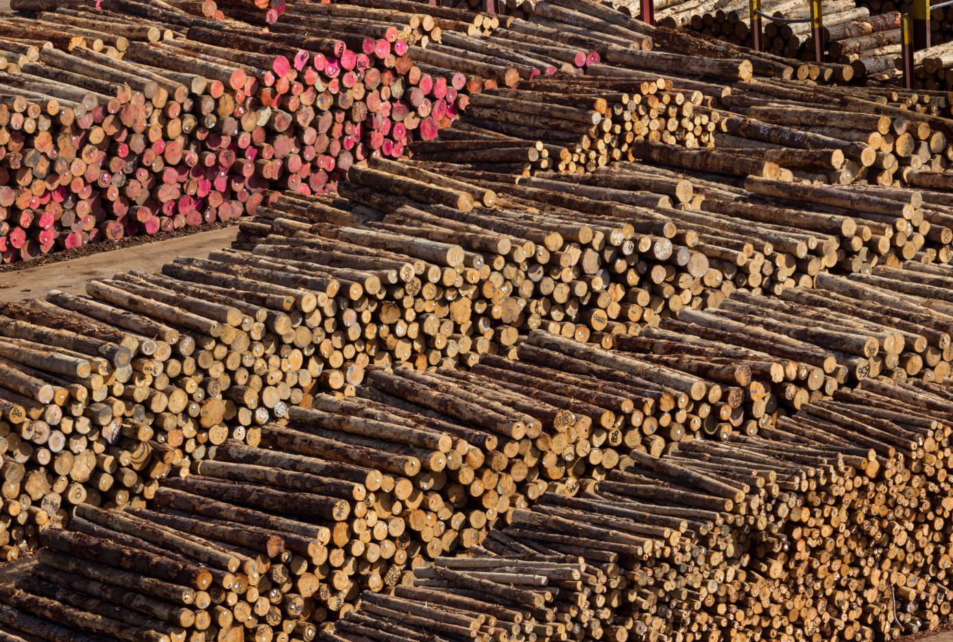 Exports of logs from Brazil fall 71% in March