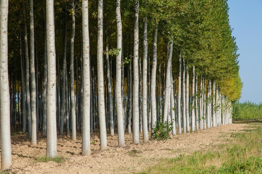Garnica joins Biopoptech project to promote innovation in forestry sector