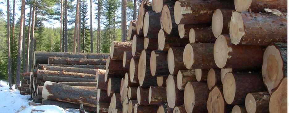 В 2021 г. цены на круглый лес в Швеции выросли на 9%