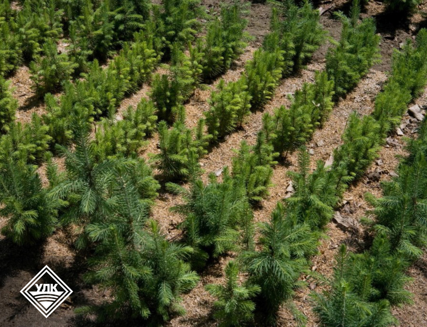 Вельский леспромхоз завершает лесохозяйственные работы