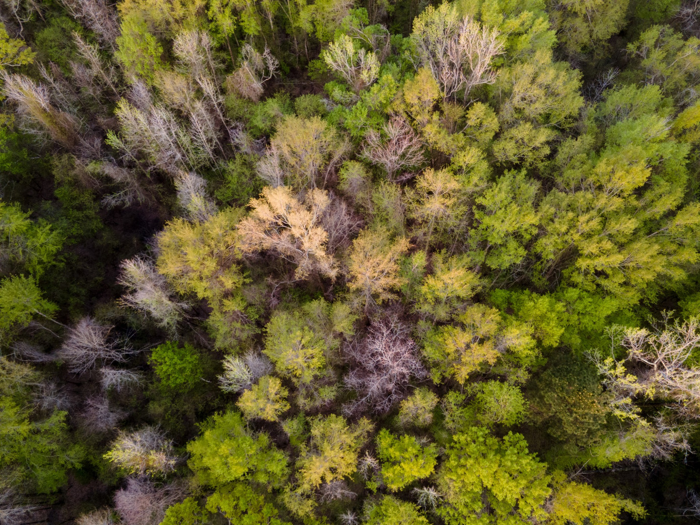 Weyerhaeuser завершила несколько сделок по покупке и продаже лесных земель в США