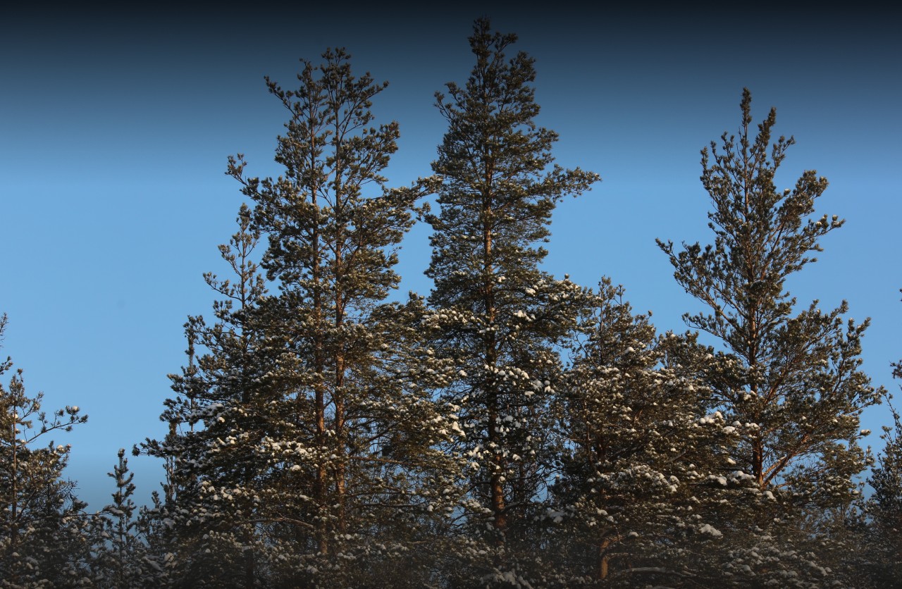 Лесопатологические обследования в России проведены на площади 456,4 тыс. га