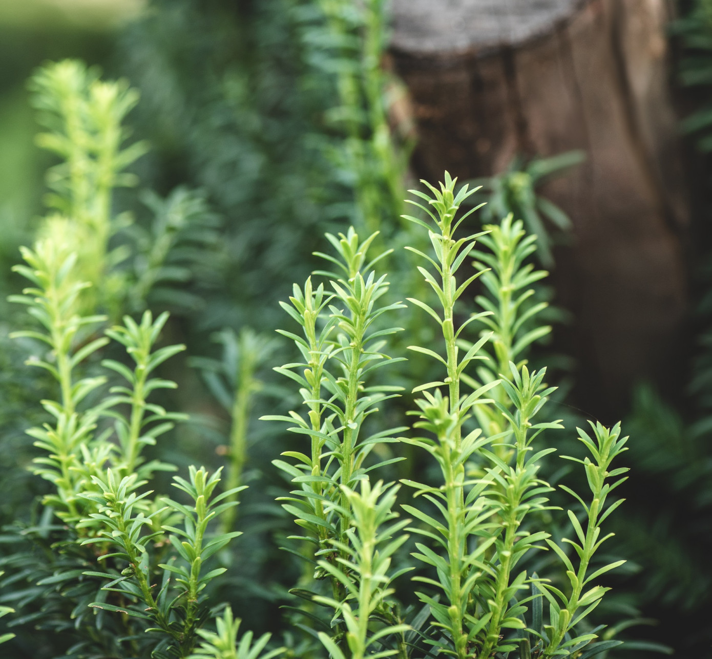 British Columbia province plants its 10-billionth tree