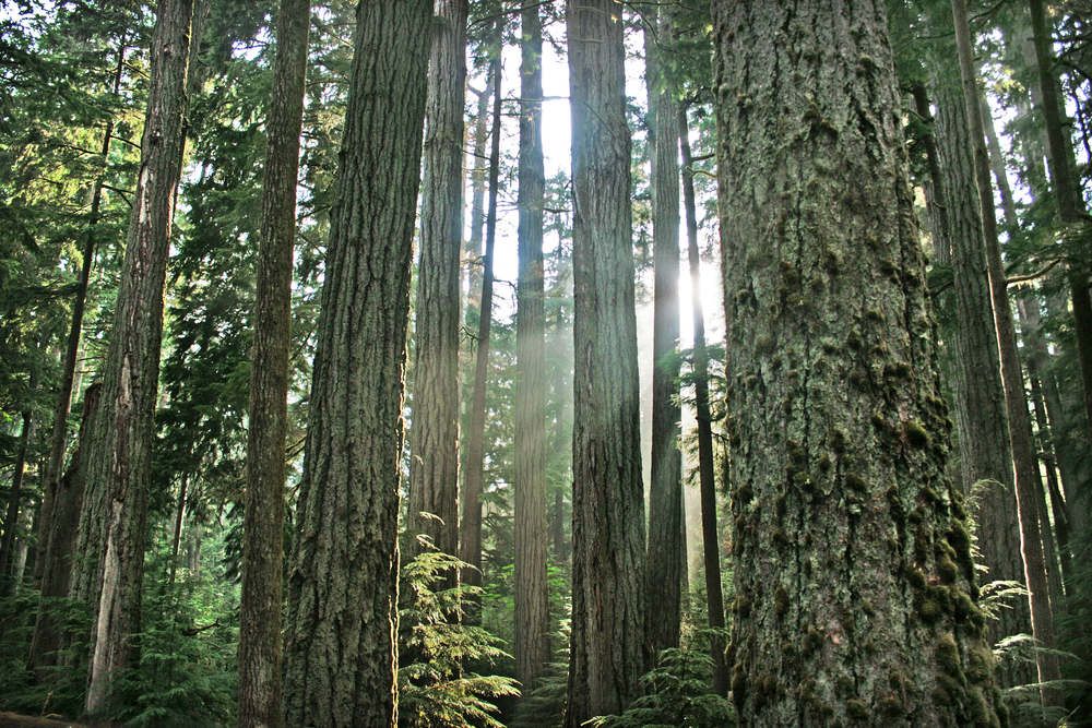 Australian hardwood timber prices double following native forest logging ban