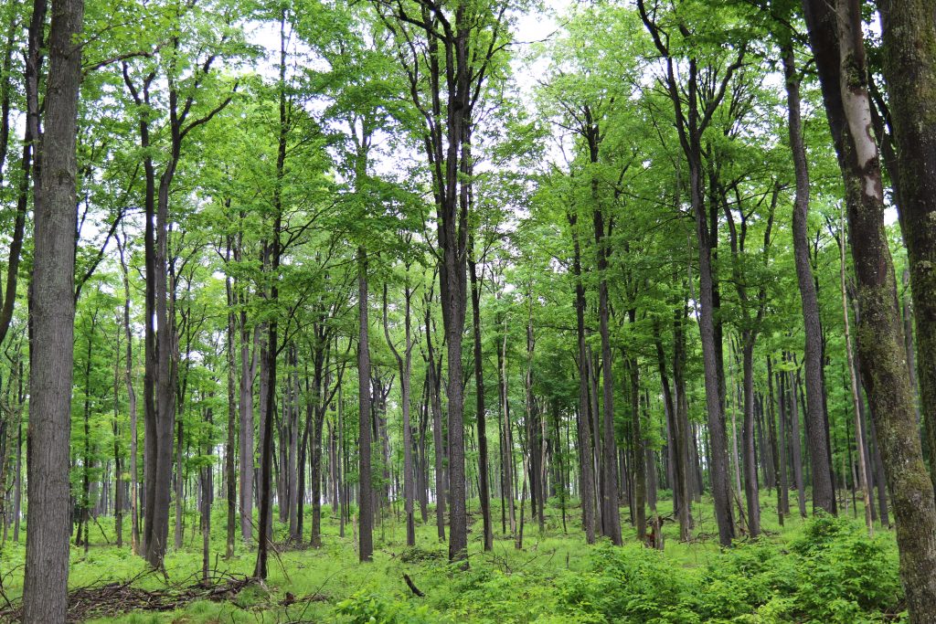 Affiliates of The Lyme Timber Company LP acquire approximately 92,000 acres of forestland in Pennsylvania and New York