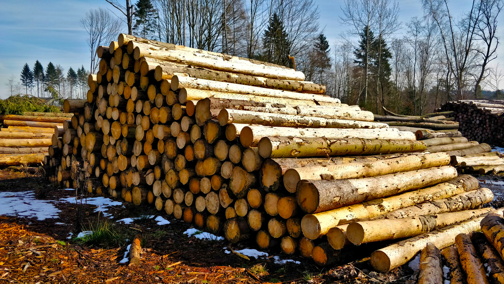 EU faces potential softwood shortage amid hardwood surplus, study reveals