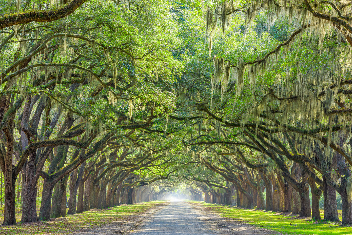 U.S. Government invests $1 billion to expand access to trees and green spaces in communities and neighborhoods