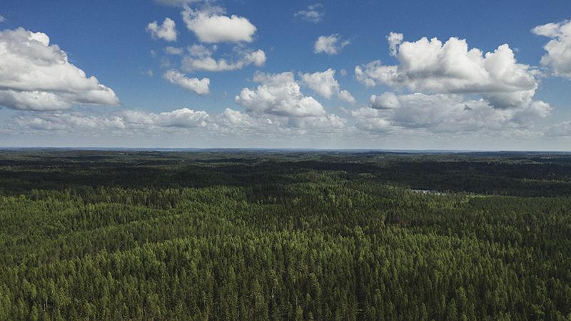 UPM направит 400 тыс. евро для исследования общего воздействия лесов на климат