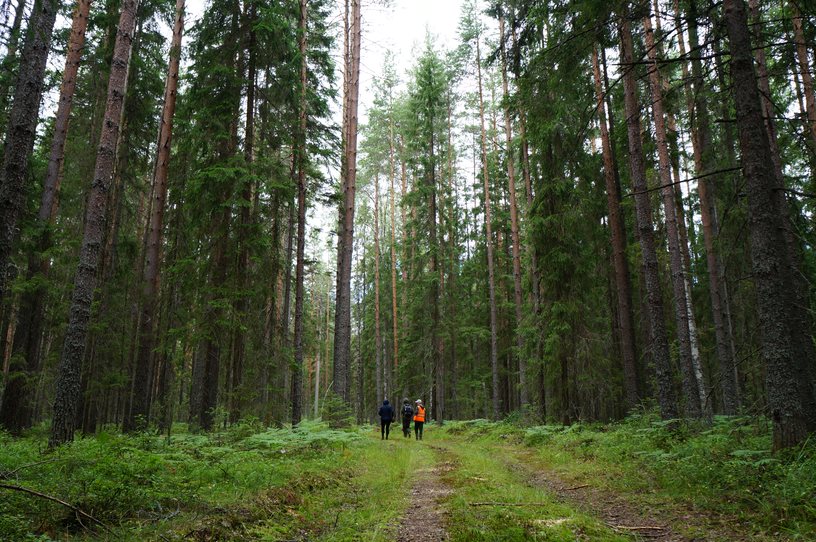 Россия вышла на первое место в мире по площади FSC-сертифицированных лесов
