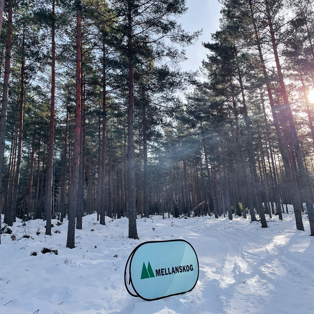 В первом квартале продажи Mellanskog снизились на 2%