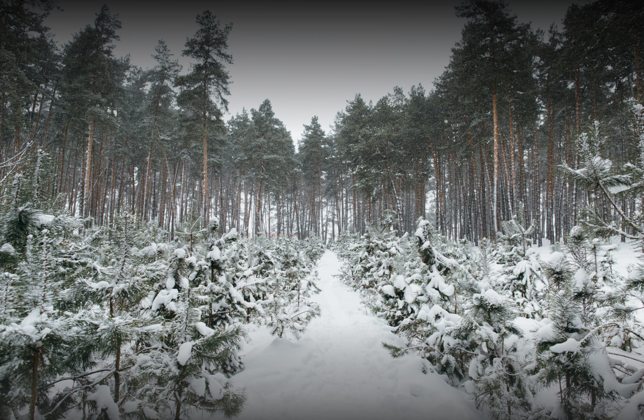 В России в преддверии новогодних праздников усилят контроль за хвойными деревьями