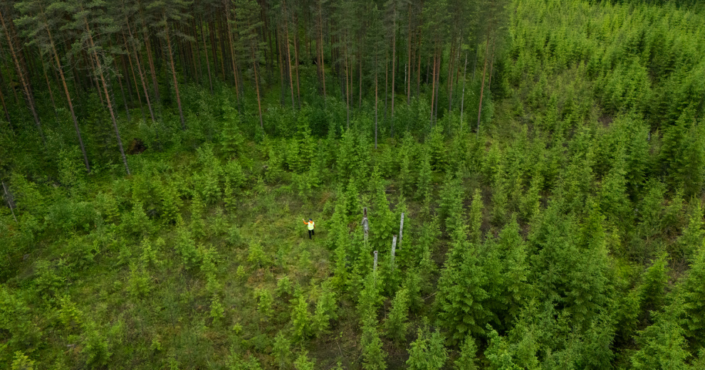 Metsä Group to establish its own PEFC certification group in 2026 – lesprom.com