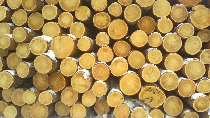 Лес Кругляк - Юрий Васильевич Ващенко