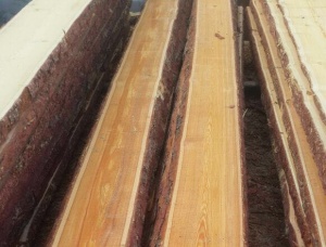 Larch unedged board 32 mm x 250 mm x 4000 mm