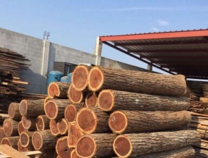 Trumpetwood or Snakewood