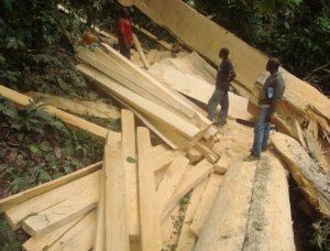 100 mm x 150 mm x 300 mm AD S4S  African Pencil Cedar Lumber