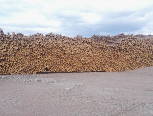 Балансовая древесина Сосна обыкновенная 600 мм x 3 м