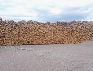 Faserholz Waldkiefer 600 mm x 3 m