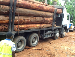 Mahogany Standing timber 100000 m<sup>3</sup>