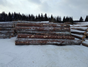 Siberian spruce Sawlog 300 mm x 6 m