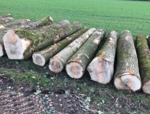 White Ash Veneer logs 400 mm x 6 m