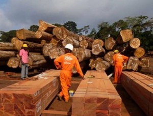 Sägeblöcke Iroko (Mvuli 150 mm x 3 m