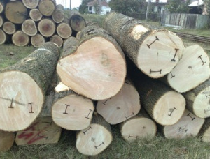 White Ash Veneer logs 500 mm x 6 m