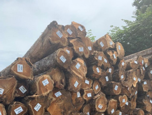 Teak Sawlog 1300 mm x 8 m