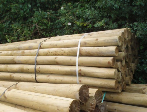 Beech Poles 15 mm x 6 m