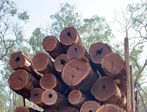 Пиловочник Железное дерево Куктаун 700 мм x 7 м